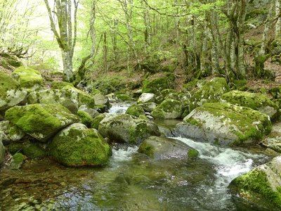 La forêt de l'Aigoual