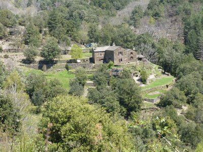 Le mulet Grisou