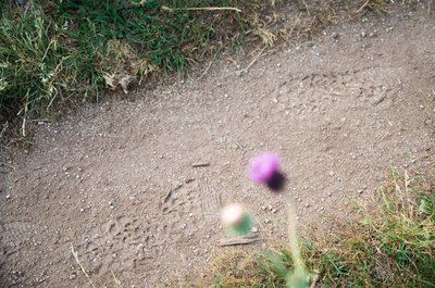 Chemin des Bois