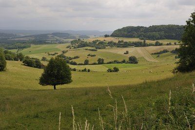 Pâturages et Forêts