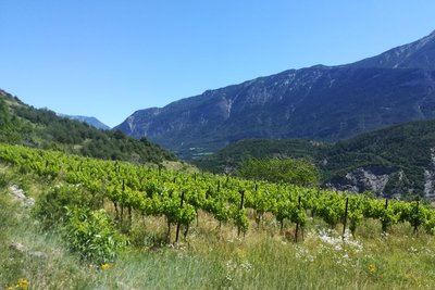 Sentier des Vignes