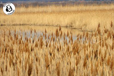 Randonnée D’un canal à l’autre en AOC Costières