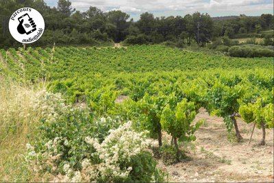 Randonnée Entre vignobles et collines