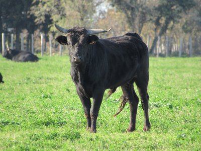 Balade Le culte du taureau