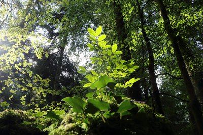 La Pierre Perçée