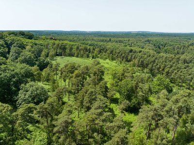 Au coeur de la forêt de Rambouillet