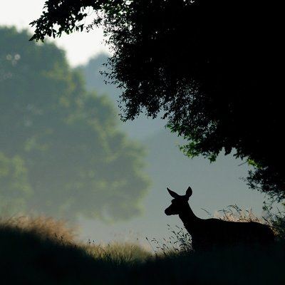 Sur les traces de la faune sauvage