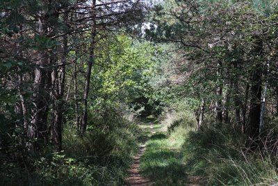 Sentier nature - Saint-Benoit la Forêt, au cœur de la forêt de Chinon