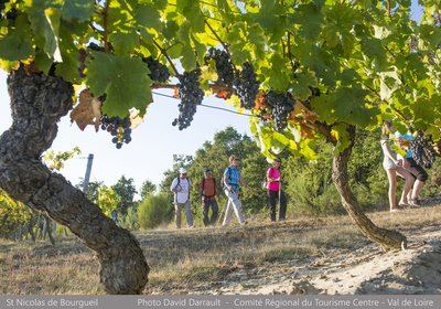 Circuit patrimoine - Dans les vignes du marquis