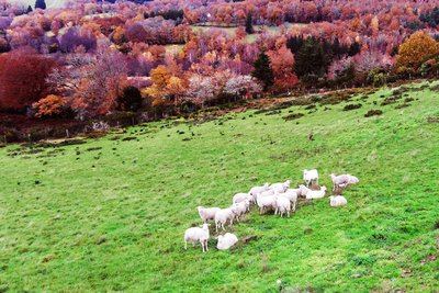 Landes et Tourbières