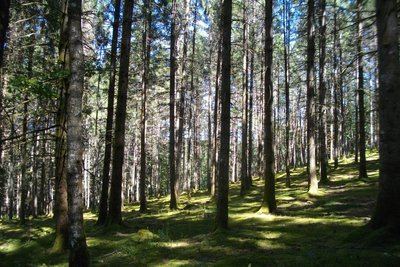 Au cœur de la forêt corrézienne