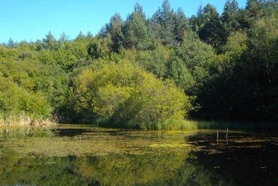 Découverte de la forêt