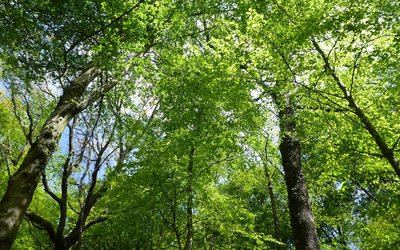 Bois de Bénéjacq