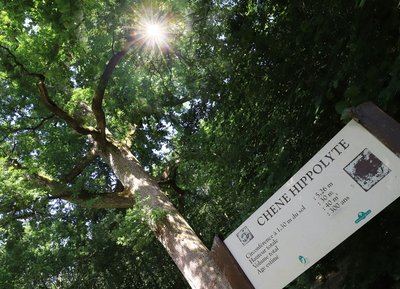 Le hêtre de la Vierge, Bagnoles de l'Orne - Randonnée à pied