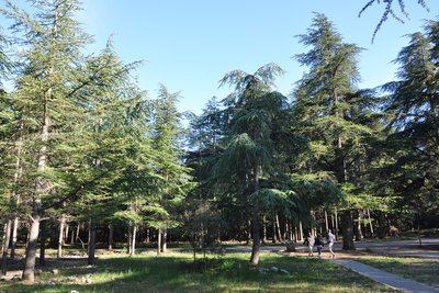 BONNIEUX -LACOSTE - Bois du Pré de Roustan