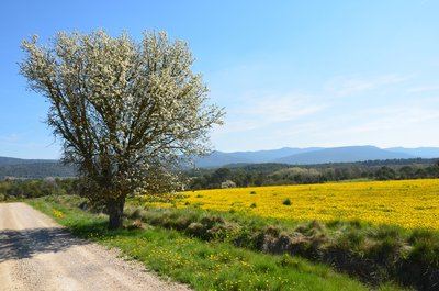 MOISSAC-BELLEVUE - Le Pelenc