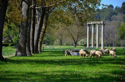 RIEZ - Les Colonnes Romaines