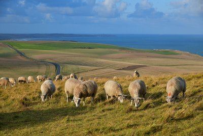 Le Cap Blanc-Nez