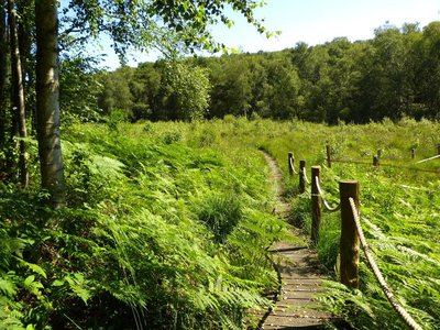La Tourbière des Froux et son sentier de découverte : fermeture temporaire entre août et oct 2026