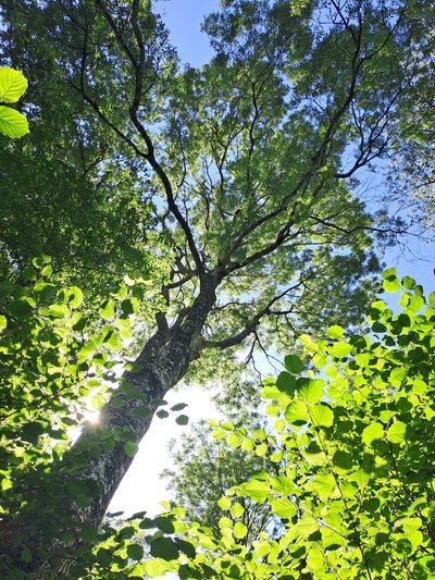La forêt du Perche