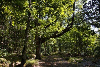 Le Bois de Condeau