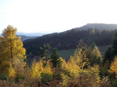 Le Petit Chemin des Bois - Colombier n° 1